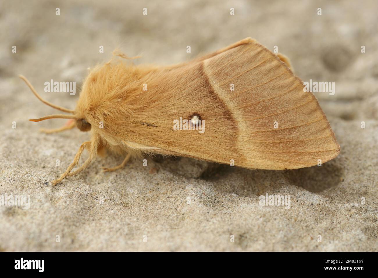 Detailed closeup on the light brown Oak Eggar moth, Lasiocampa quernus Stock Photo