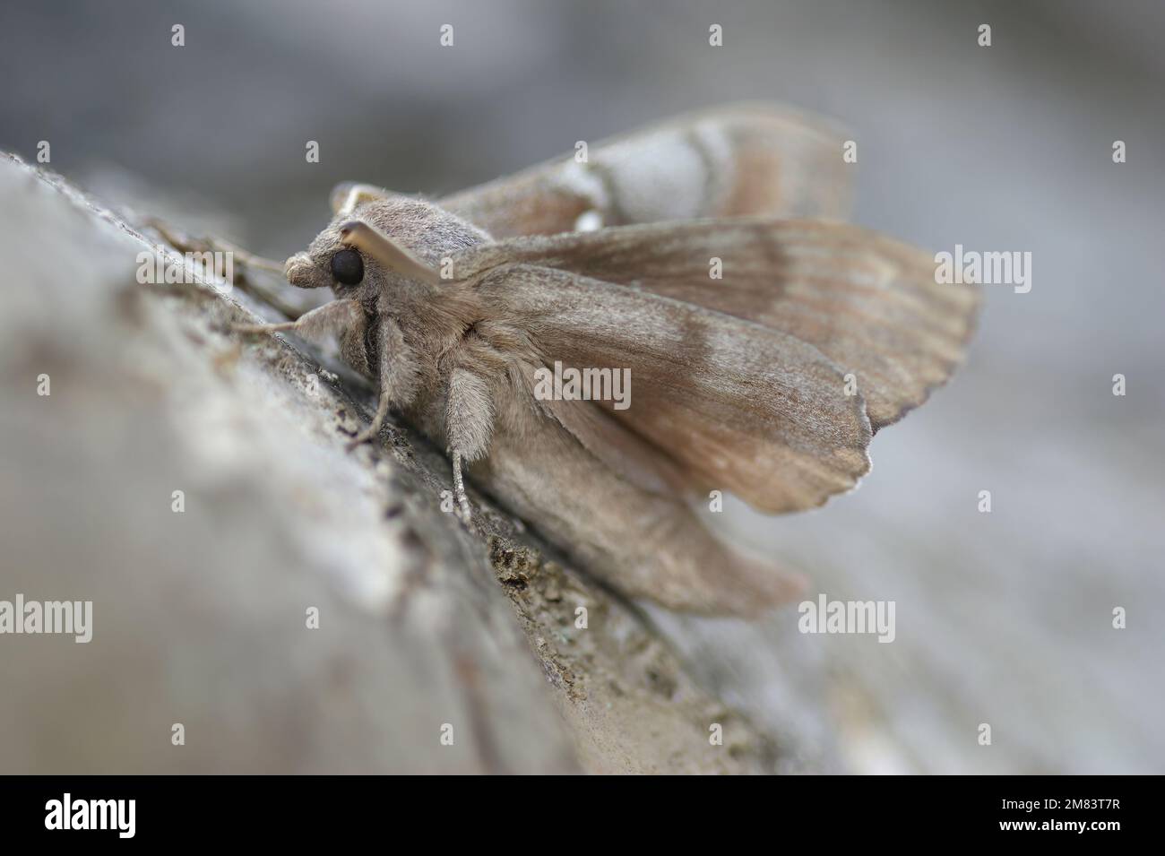 Detailed closeup on the Pine-tree lappet, Dendrolimus pini sitting on wood Stock Photo