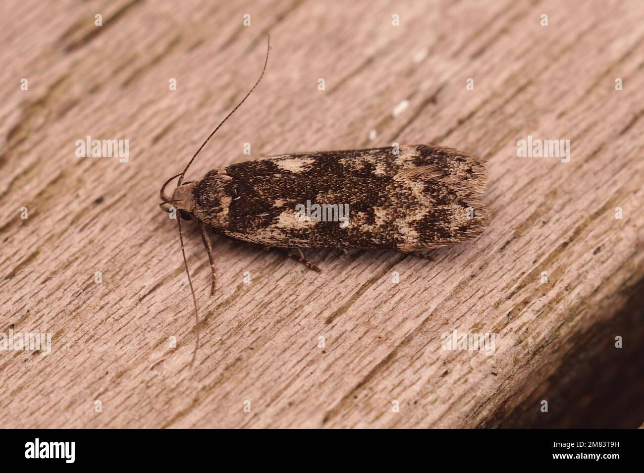 Detailed closeup on the small brown birch sober micro moth , Anacampsis blattariella, sitting on wood in the garden Stock Photo