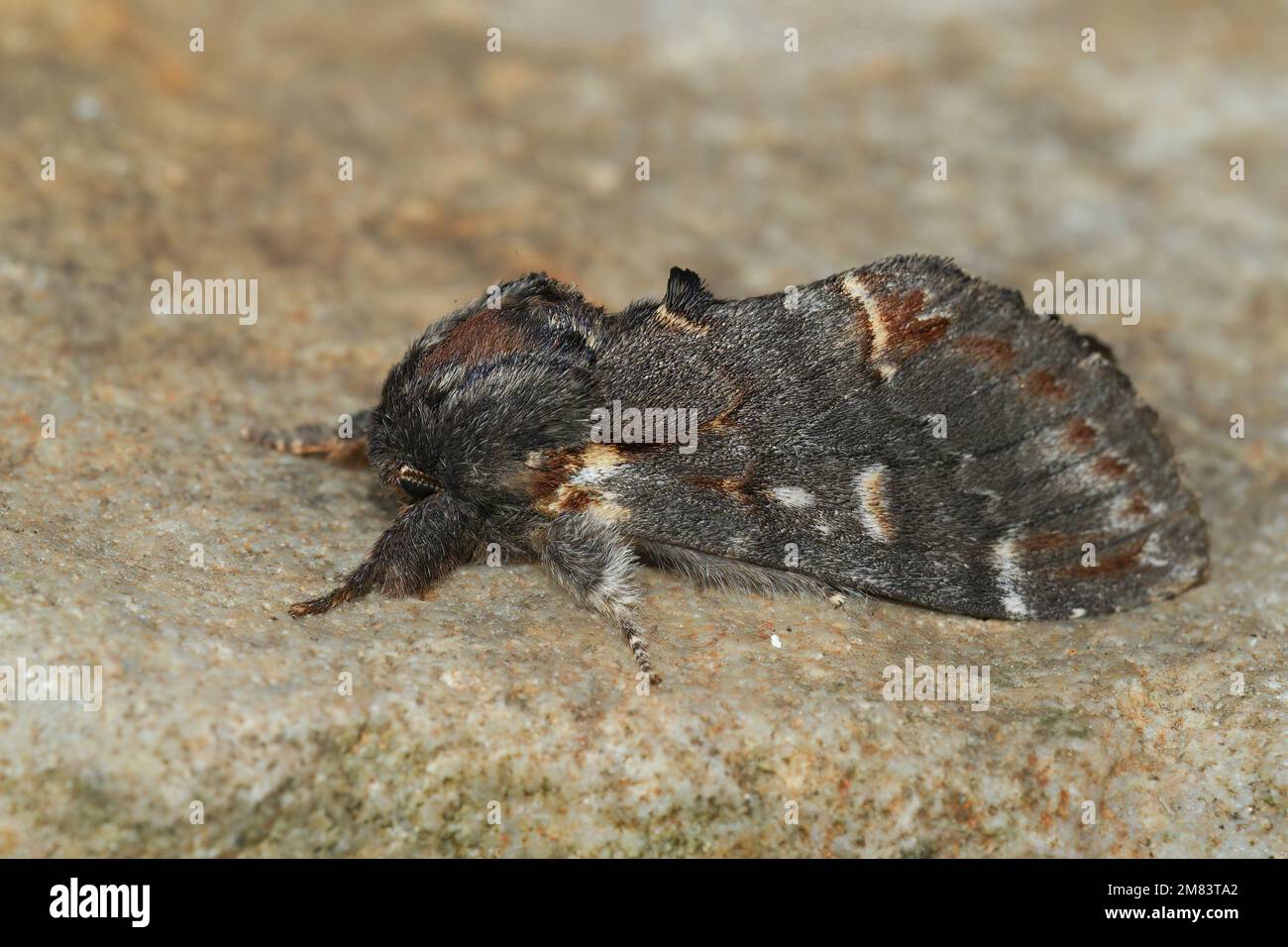 Detailed closeup on an Iron prominent moth, Notodonta dromedarius, sitting on stone Stock Photo