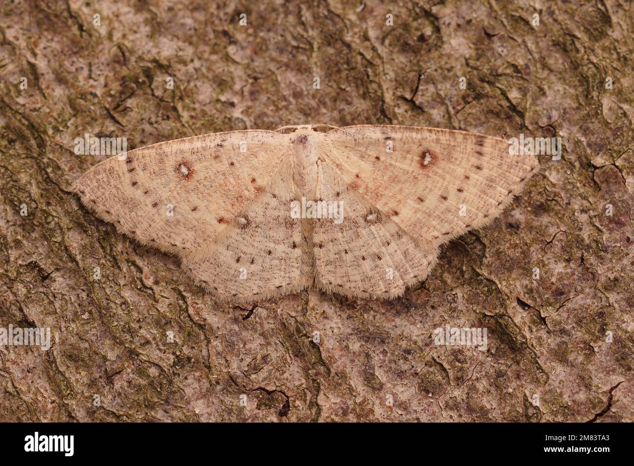 Closeup on a Birch Mocha geometer moth, Cyclophora albipunctata with spread wings on a piece of wood in the garden Stock Photo