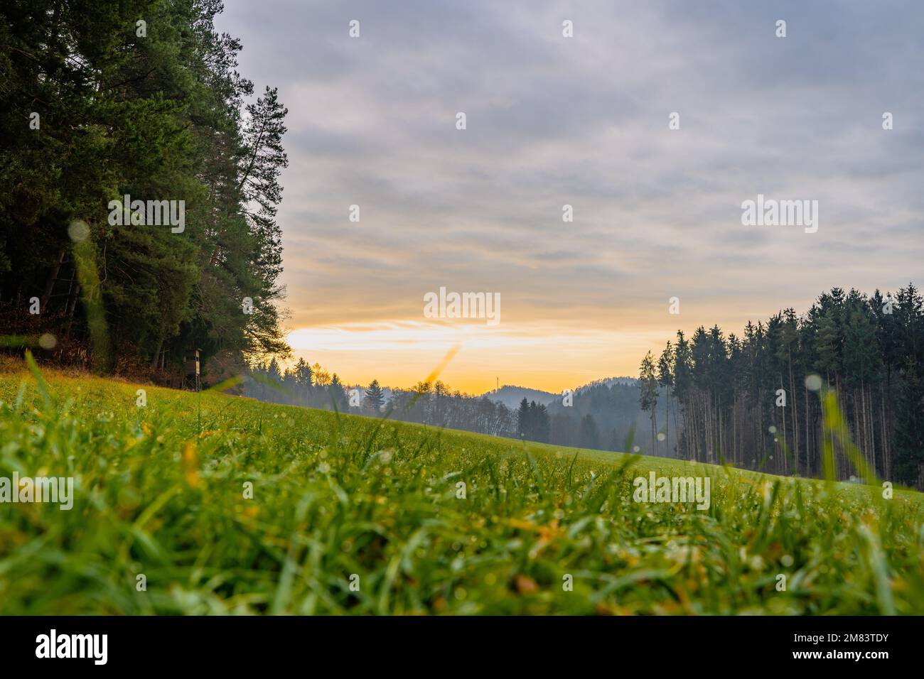 A beautiful view of a green field with trees and cloudy sky Stock Photo ...
