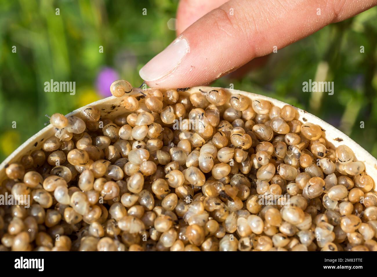 PERRINE DOUDIN, HELIXINE, SNAIL FARMER, PRODUCER OF ORGANIC SNAILS