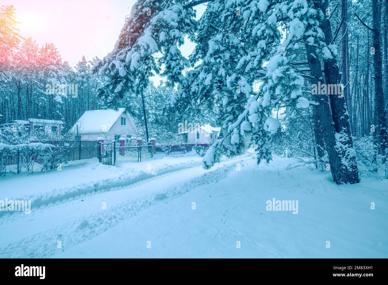Village in the snowy forest. Pine trees covered snow Stock Photo - Alamy