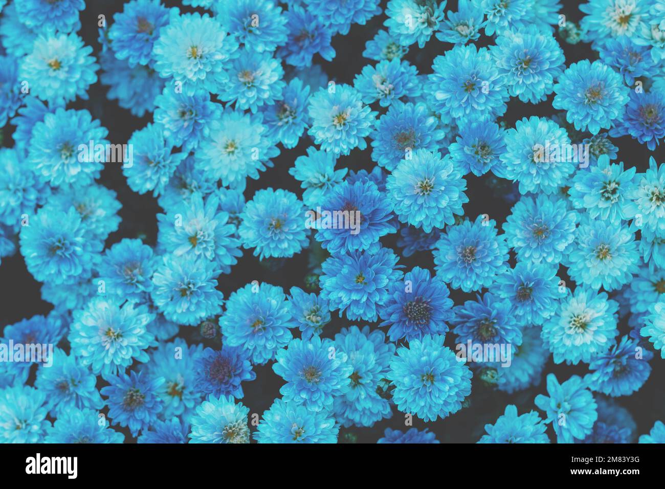 Flowering chrysanthemum in trendy blue color. Floral background Stock Photo