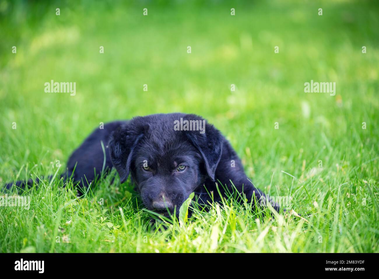 A small black puppy lies on the grass in a summer garden Stock Photo ...