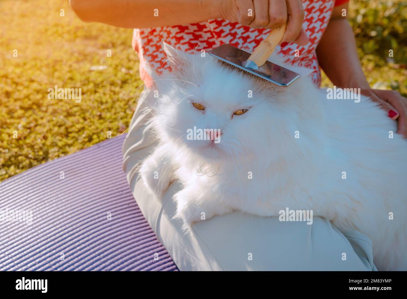 Woman and White Persian Cat are Grooming Hair in morning yard with Hair Removal Comb Stock Photo