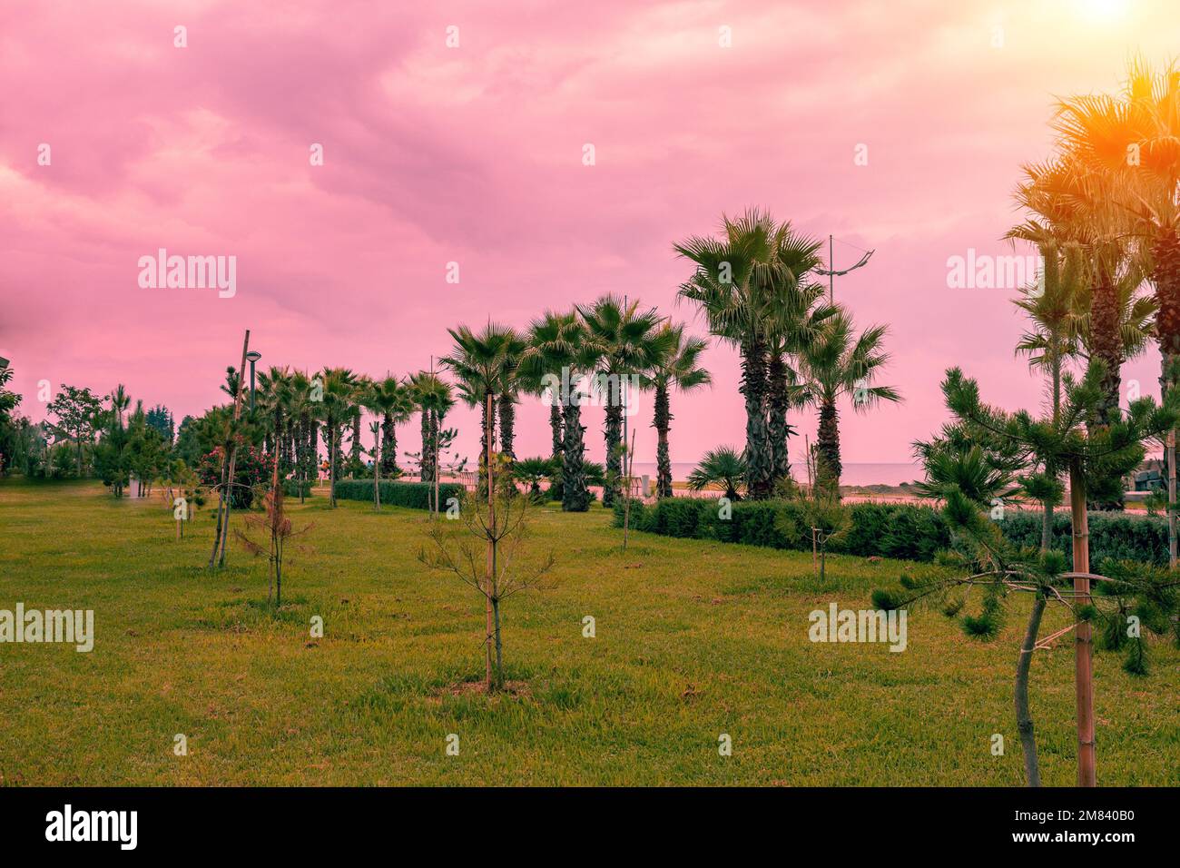 Alley palm trees on sunset hi-res stock photography and images - Alamy
