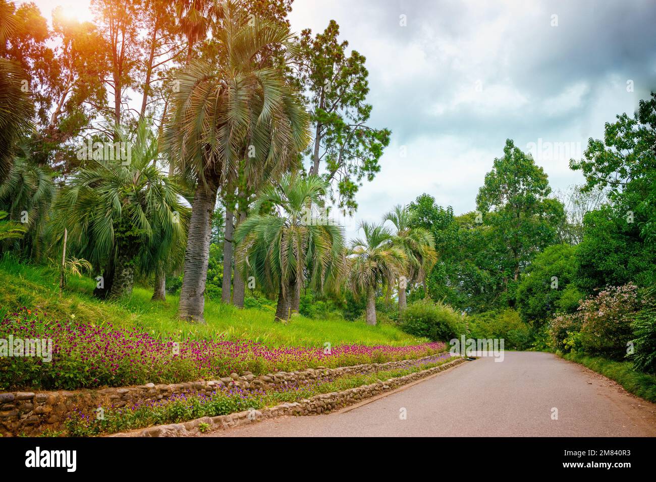 Alley in Batumi Botanical Garden, Georgia Stock Photo