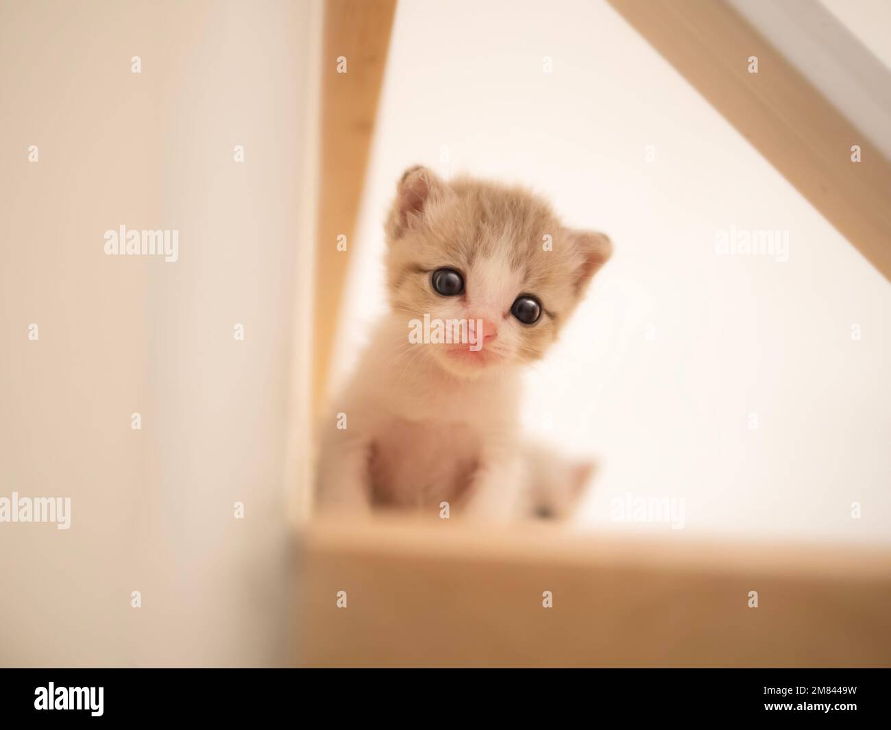 A serious kitten looks down from the stairs with curiosity. Stock Photo
