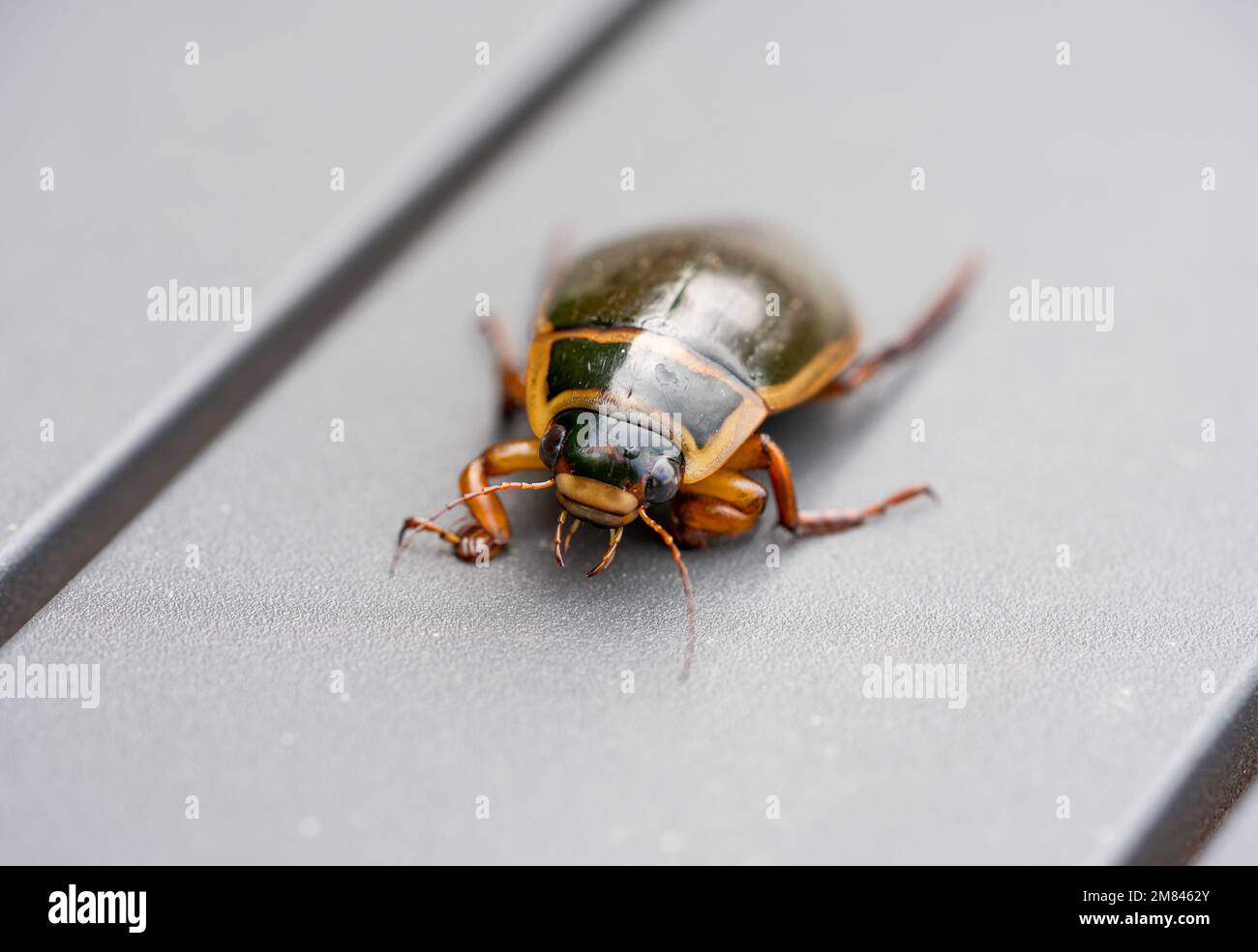 Great diving beetle on a gray background. Insect close-up. Dytiscus marginalis. Stock Photo