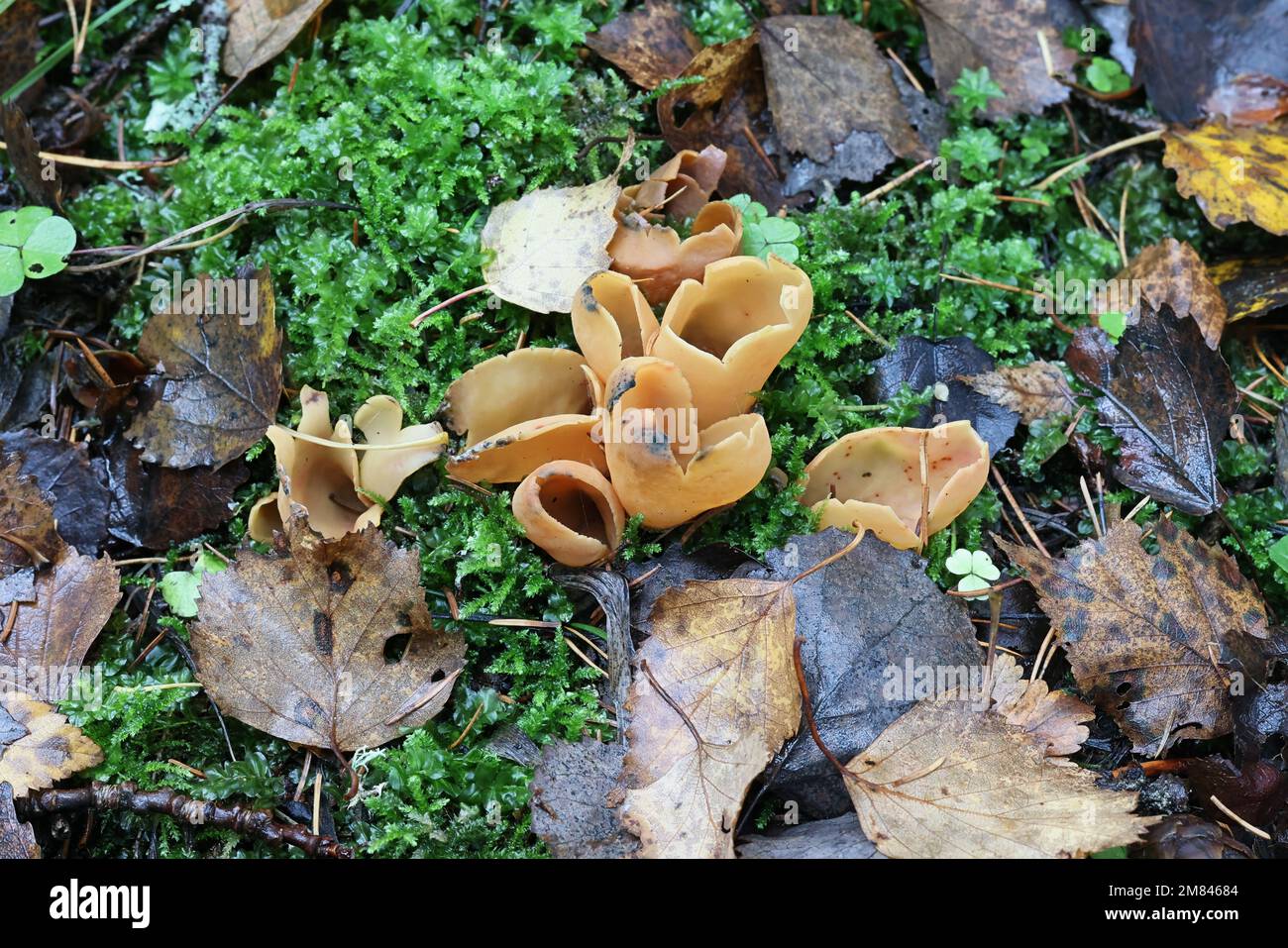 Otidea onotica, commonly known as hare's ear,, wild fungus from Finland Stock Photo