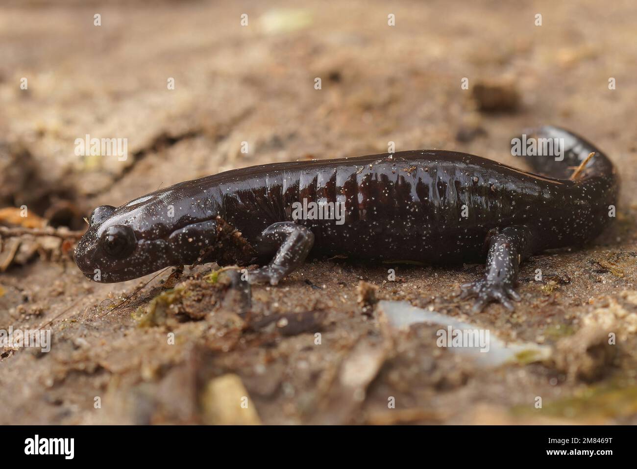 Detailed closeup on a dark and rare Japanese Ishizuchi endemic streamside salamander , Hynobius hirosei on the ground Stock Photo