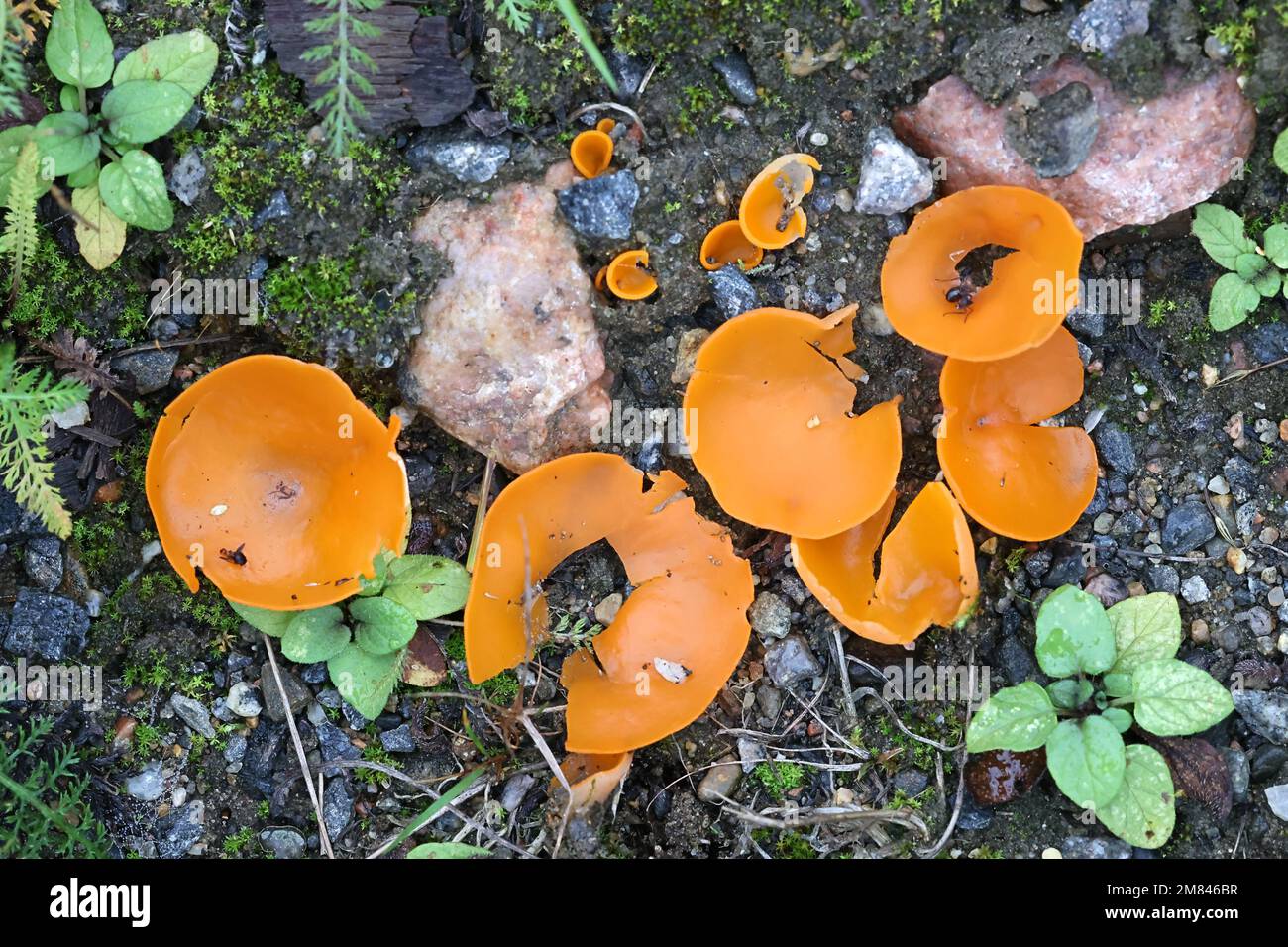 Aleuria aurantia, known as the orange peel cup fungus, wild mushroom from Finland Stock Photo