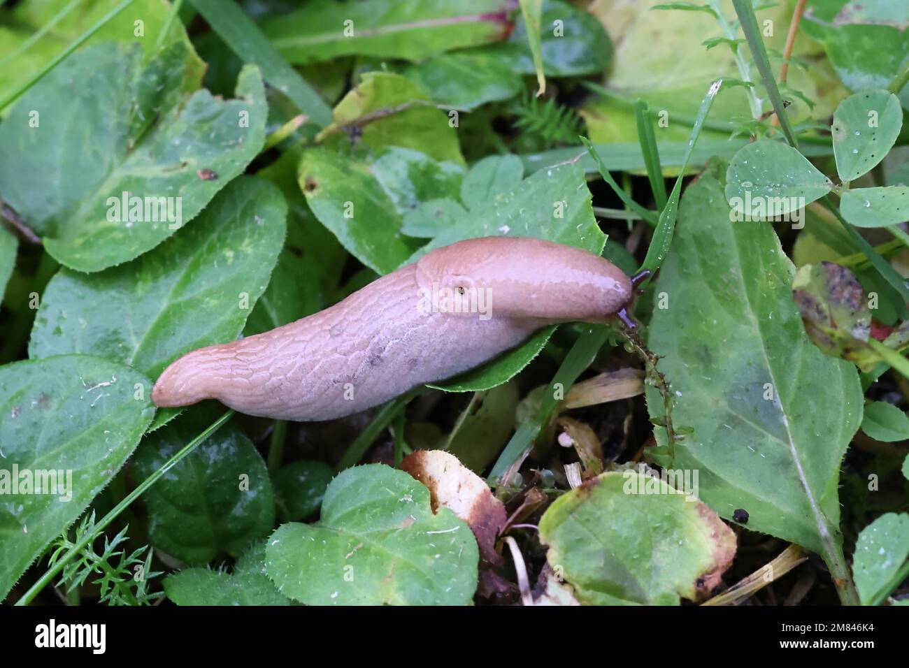 Deroceras agreste, commonly known as arctic field slug, field slug or milky slug Stock Photo