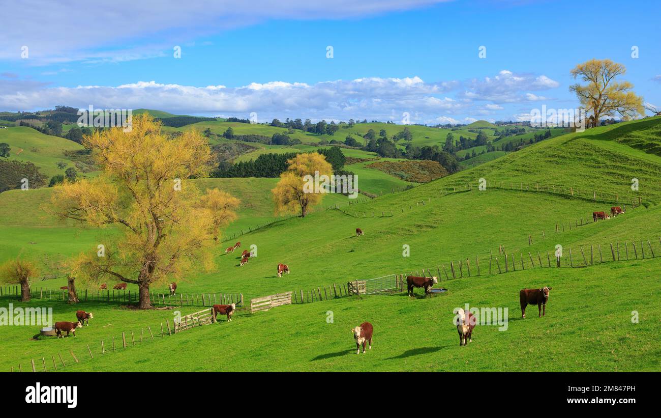 Panoramic view of lush, rolling cattle farming country. Photographed in