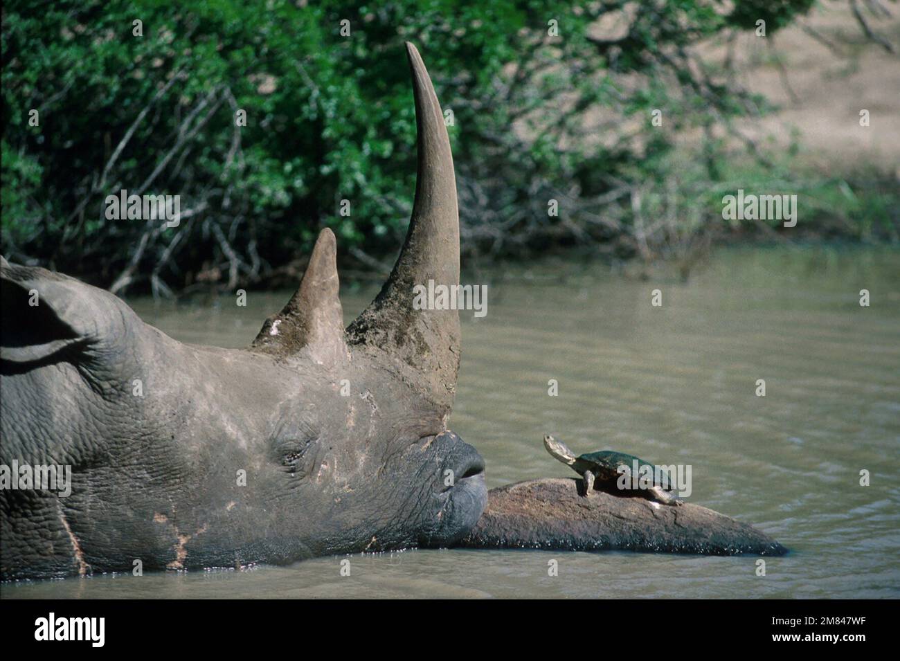 White Rhinoceros (Ceratotherium simum), classified as Near Threatened, with African Helmeted Turtle (Pelomedusa subrufa) on rock in waterhole Stock Photo