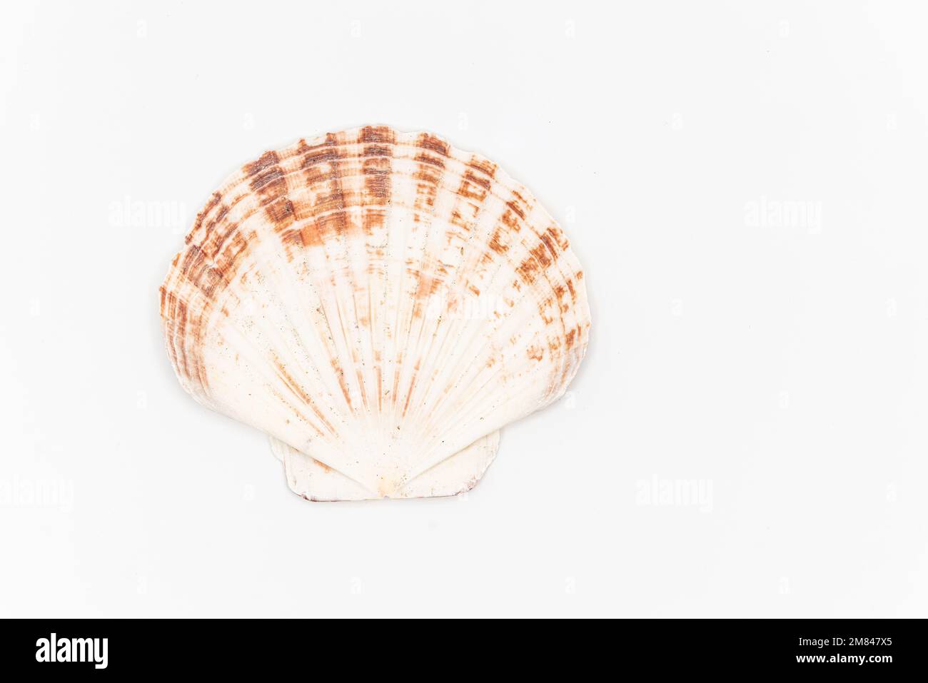 Top view of scallops shell isolated on white. High quality photo Stock Photo