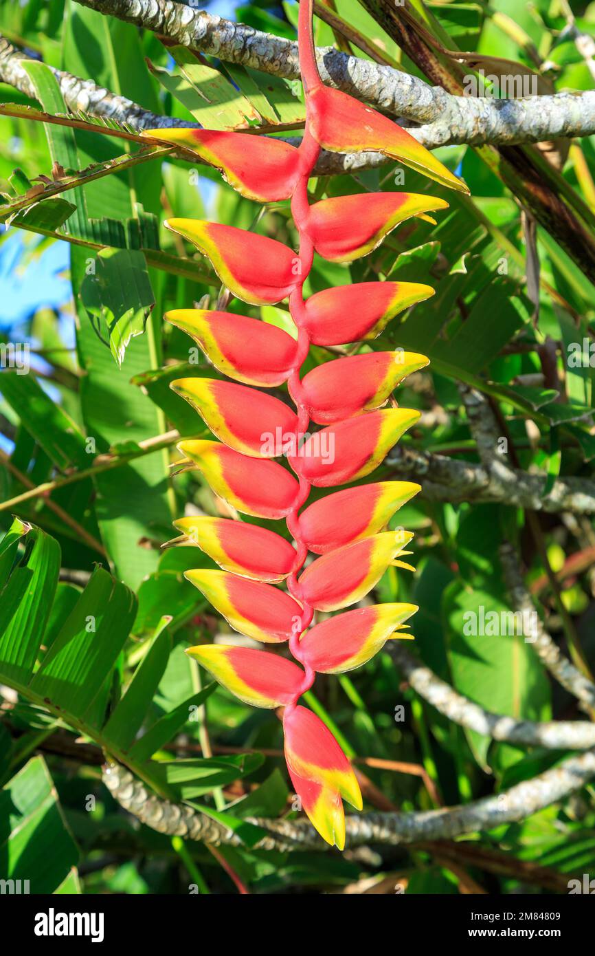 The large flower of a  lobster claw heliconia (Heliconia rostrata), a plant native to tropical South and Central America Stock Photo