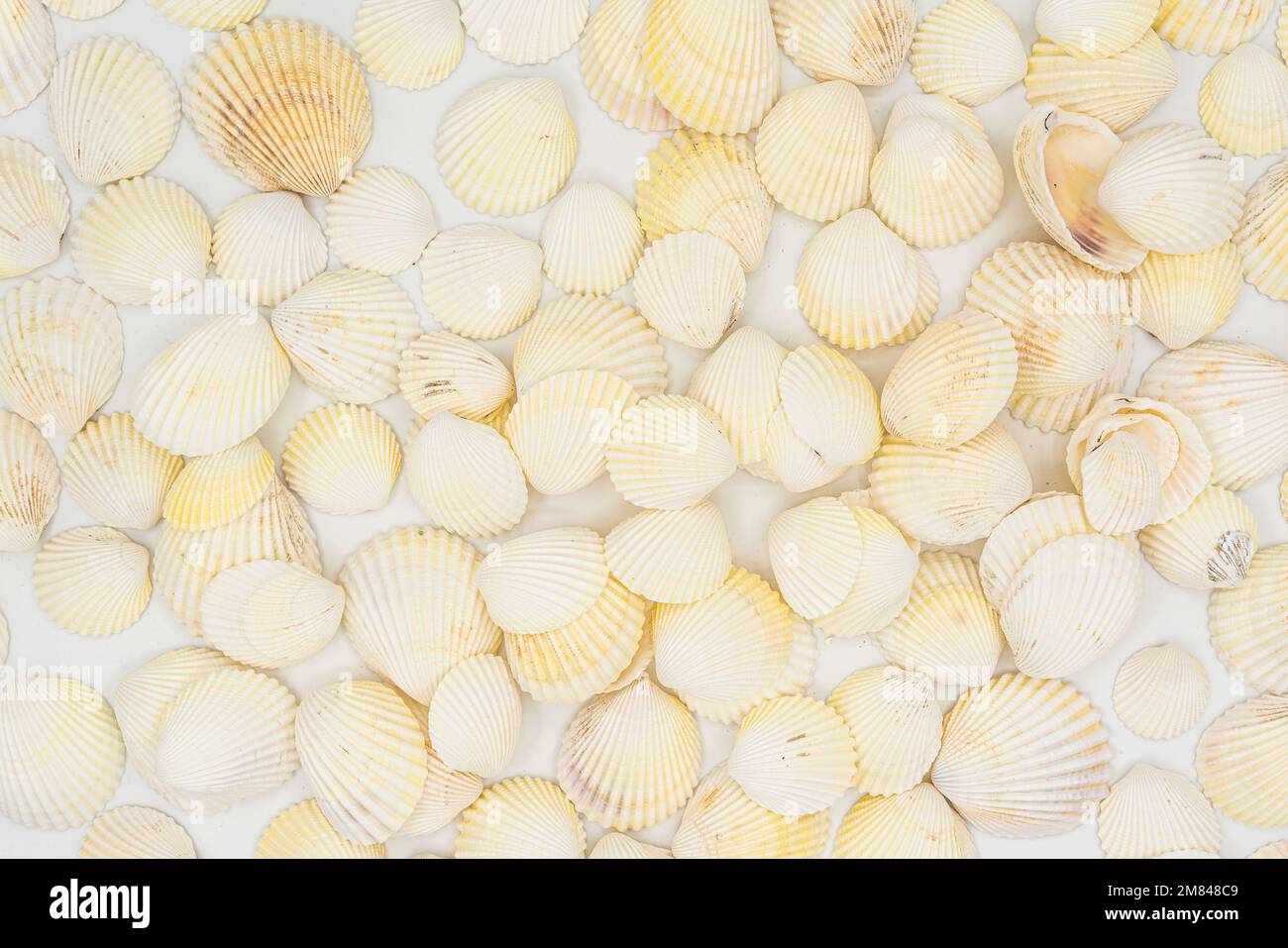 set of clam mollusc shells isolated on white background. High quality ...
