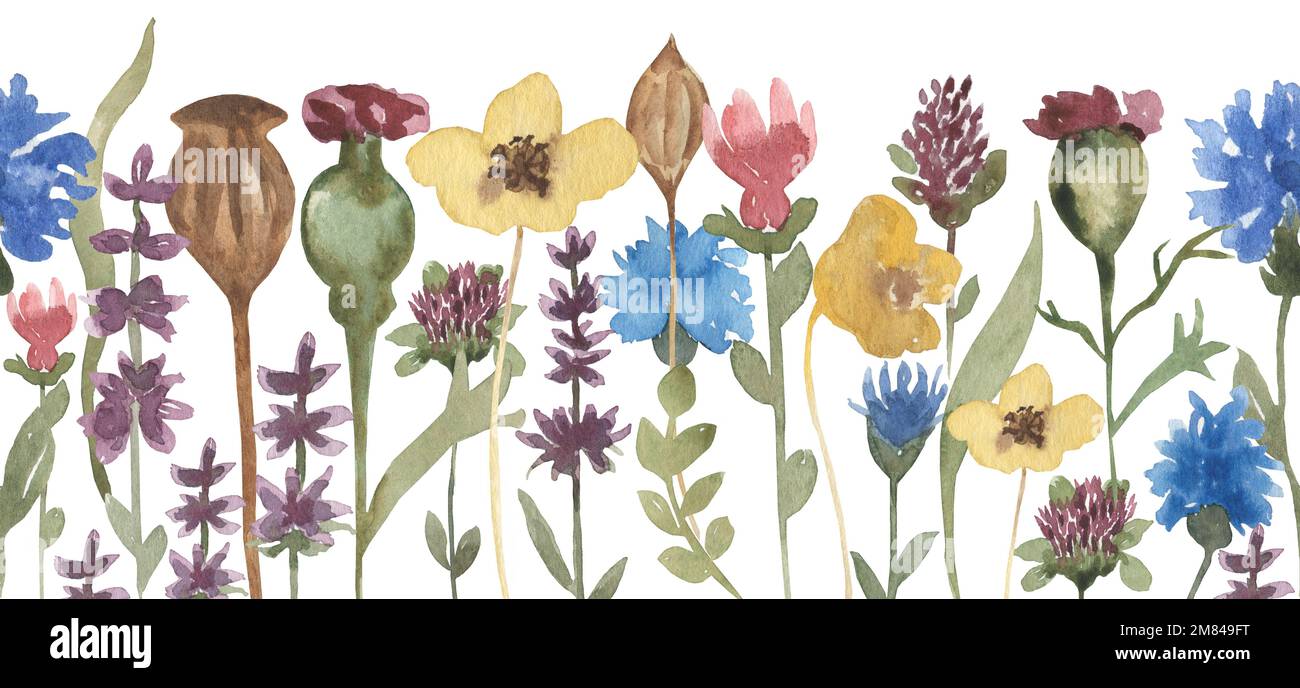Watercolor wildflowers seamless border, meadow florals illustration ...