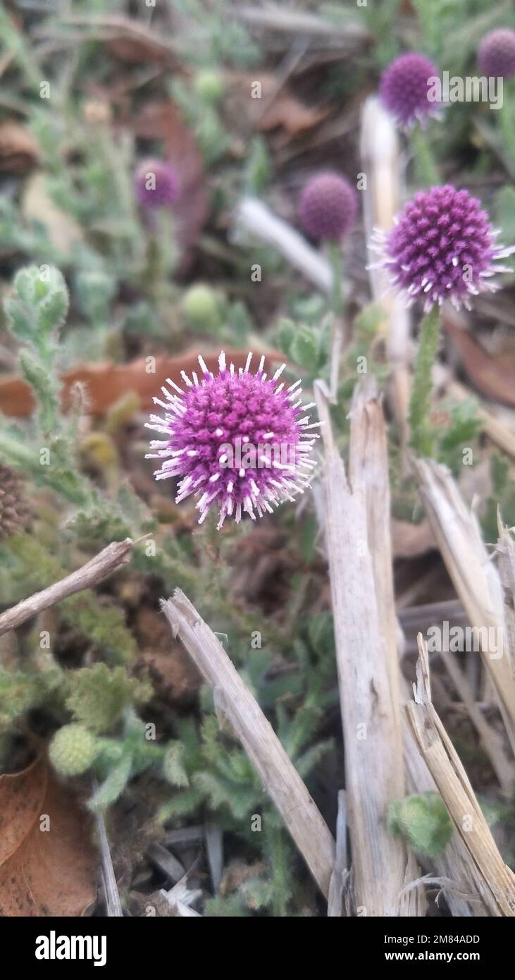 Sphaeranthus indicus, the East Indian globe thistle, is a flowering plant of the genus Sphaeranthus. It is distributed from Northern Australia. Stock Photo
