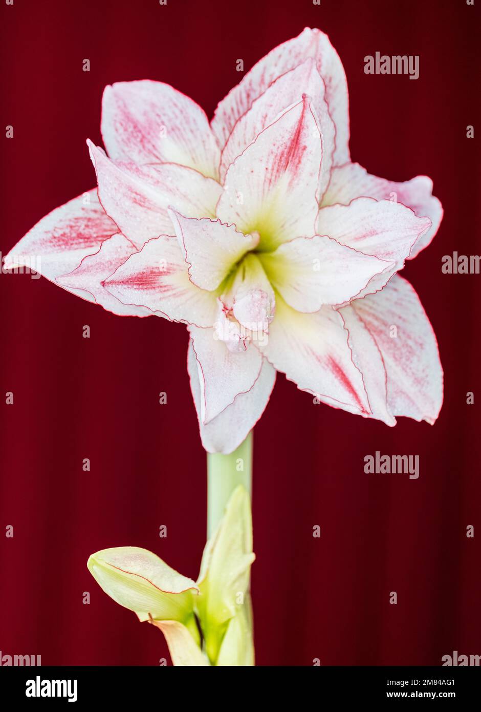 'Aphrodite' Hippeastrum, Amaryllis (Hippeastrum x hortorum) Stock Photo