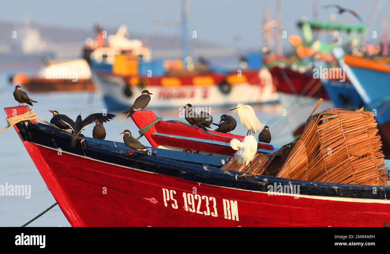 Inca terns (Larosterna inca) and snowy egrets (Egretta thula)  perch on a red fishing boat anchored off the sandy beach at Paracas. Paracas, Ica, Peru Stock Photo
