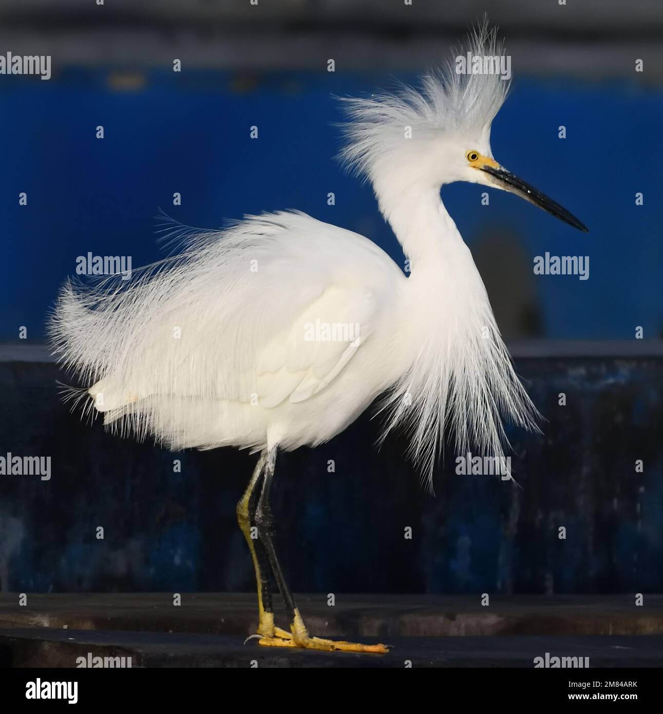 A snowy egret (Egretta thula) asserts itself by displaying it’s the elegant plumes. The birds were hunted in the twentieth century when the plumes wer Stock Photo