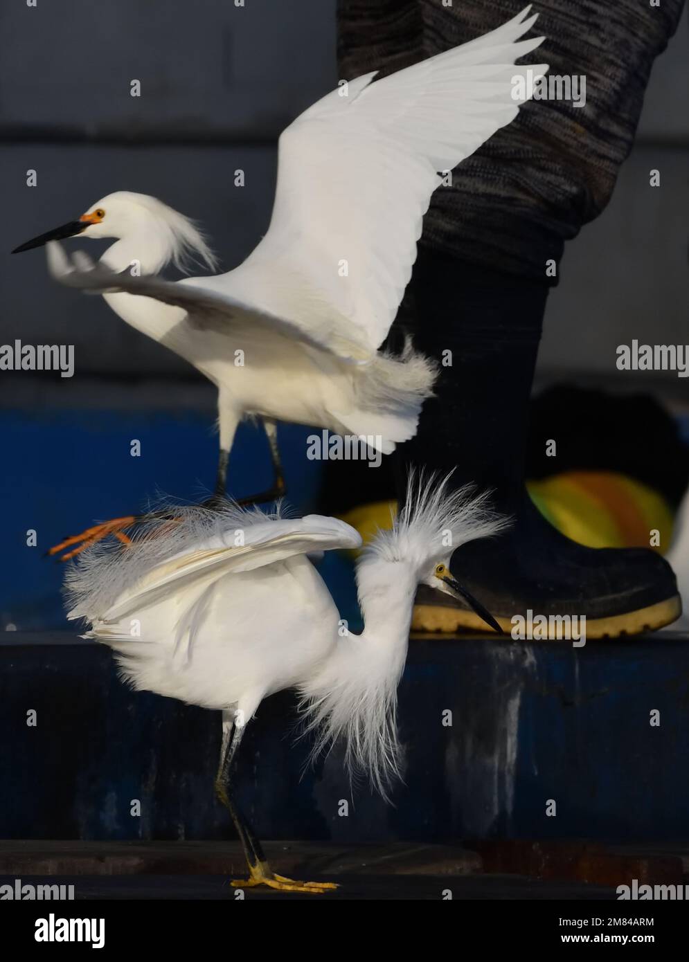 A snowy egret (Egretta thula) asserts itself by displaying it’s the elegant plumes is a squabble over fish scraps at an unloading fishing boat. Paraca Stock Photo
