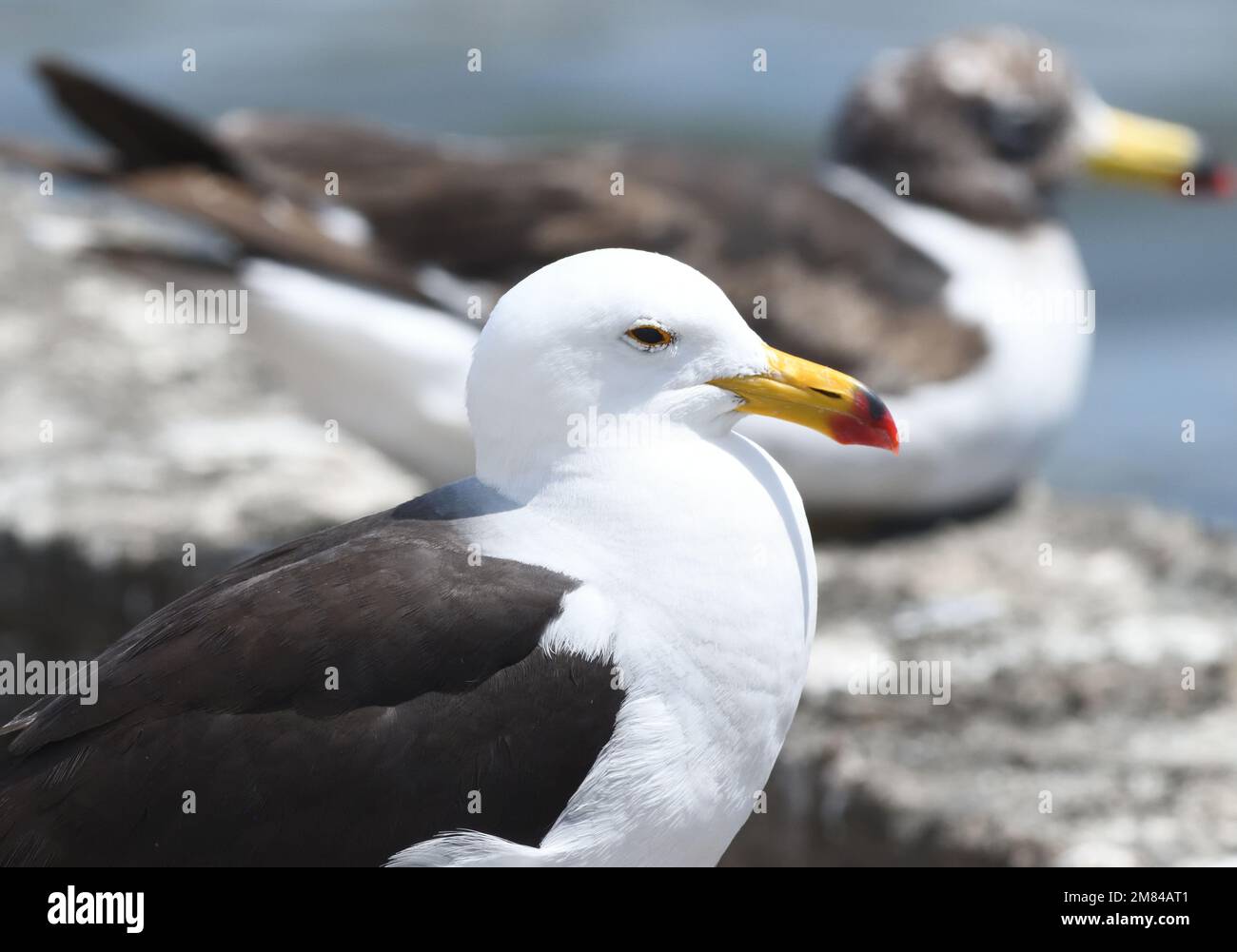 An adult belcher's gulls (Larus belcheri) with juvenile in the