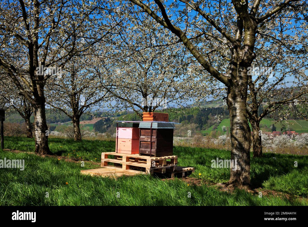 Bienenstöcke unter blühenden Kirschbäumen, Obereggenen, Markgräflerland, Schwarzwald, Baden-Württemberg, Deutschland Stock Photo