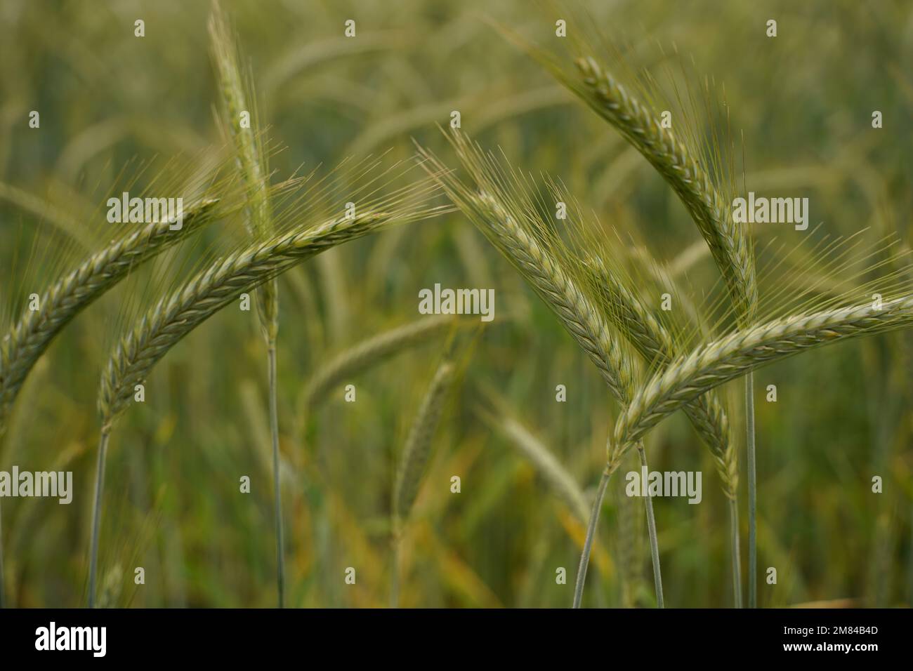 A green wheat spike close-up Stock Photo