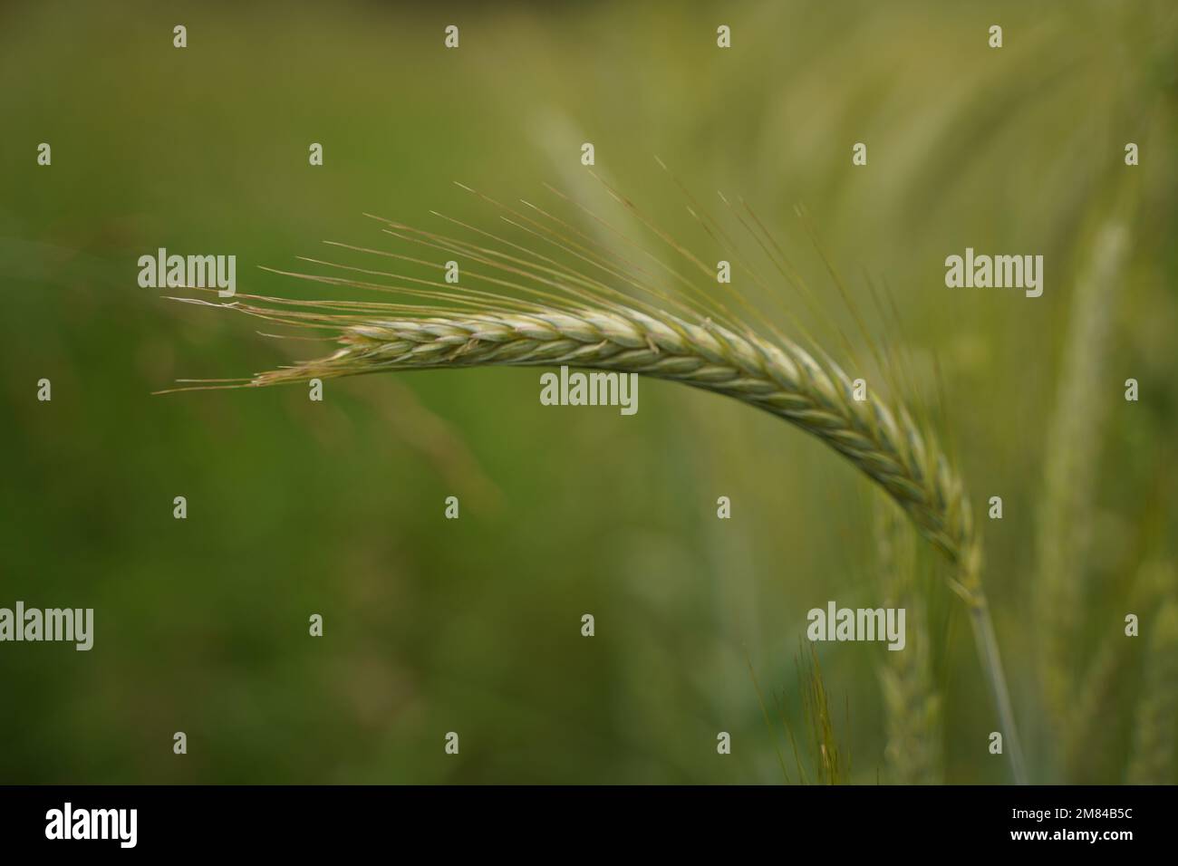 A green wheat spike close-up against a blurry wheat field Stock Photo