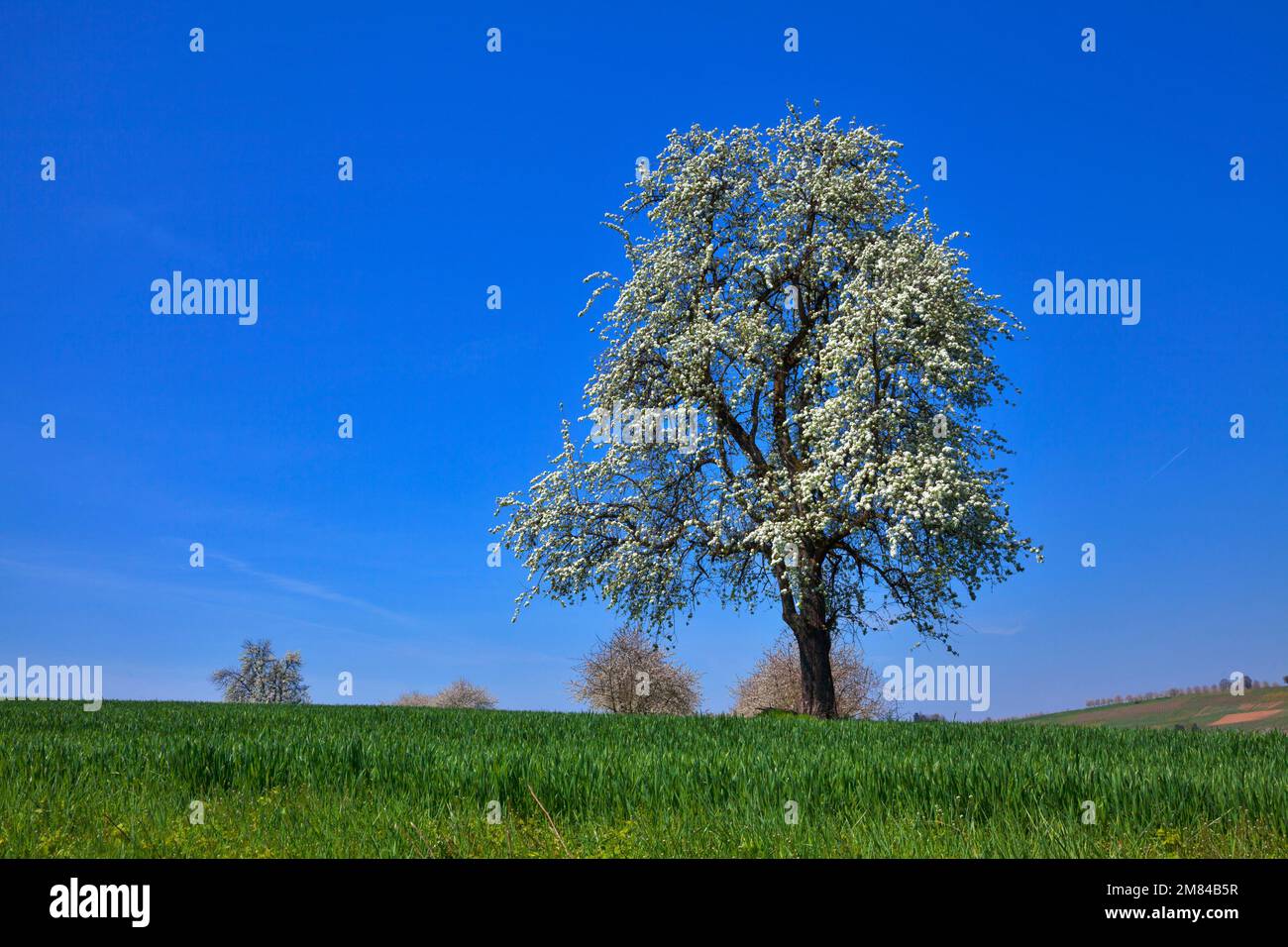 Blühender Kirschbaum (Prunus), Obereggenen, Markgräflerland, Schwarzwald, Baden-Württemberg, Deutschland Stock Photo