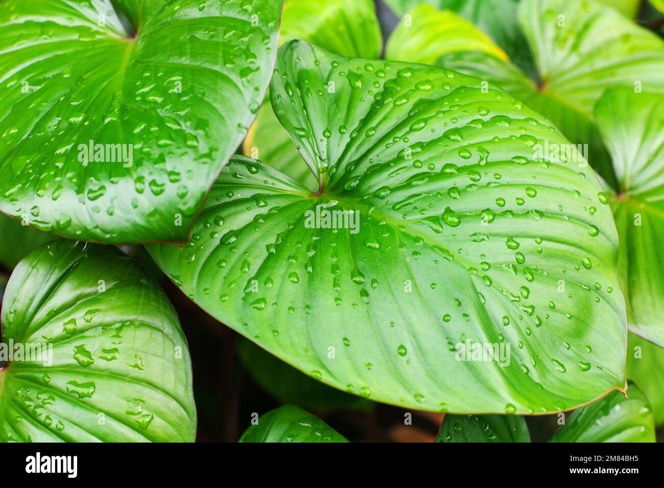 Philodendron green leaves water drops background, Homalomena rubescens big  wet leaf texture, rainforest foliage, tropical pattern, exotic plant Stock  Photo - Alamy