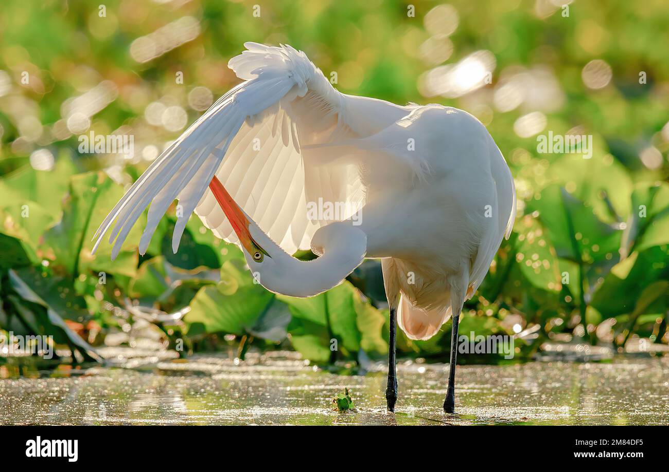 white bird Stock Photo