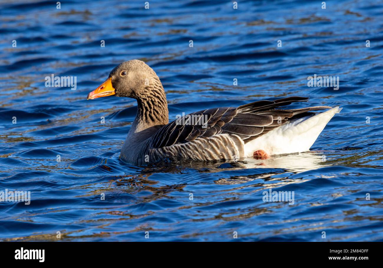 The Greylag Goose numbers increase in the UK during the winter when