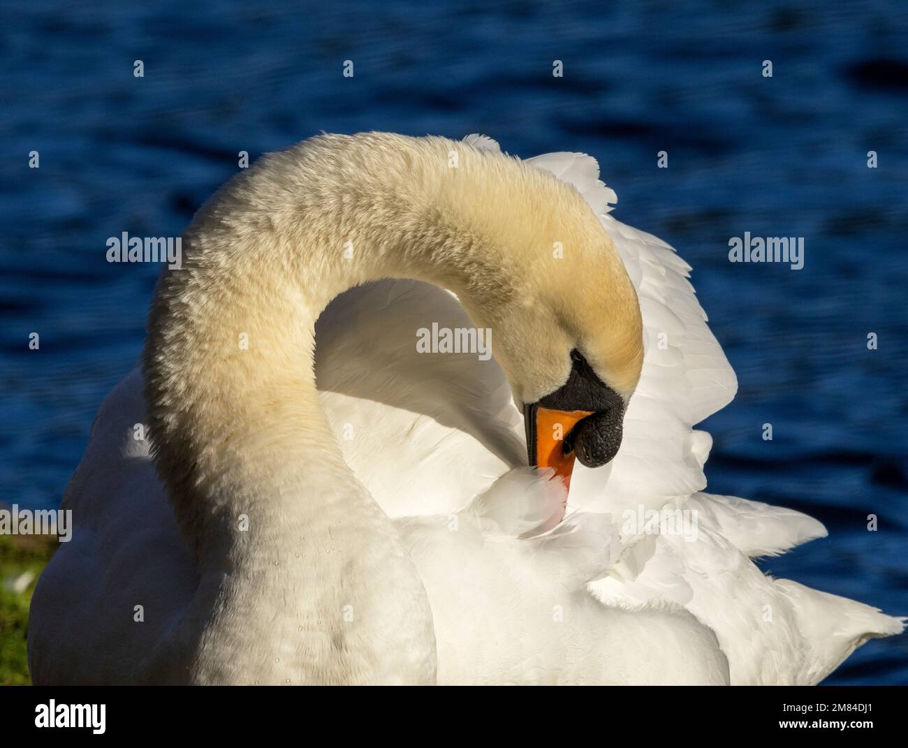 Being such a large aquatic bird that also flies, the Mute Swan spends a lot of time preening to keep their plumage in top condition Stock Photo