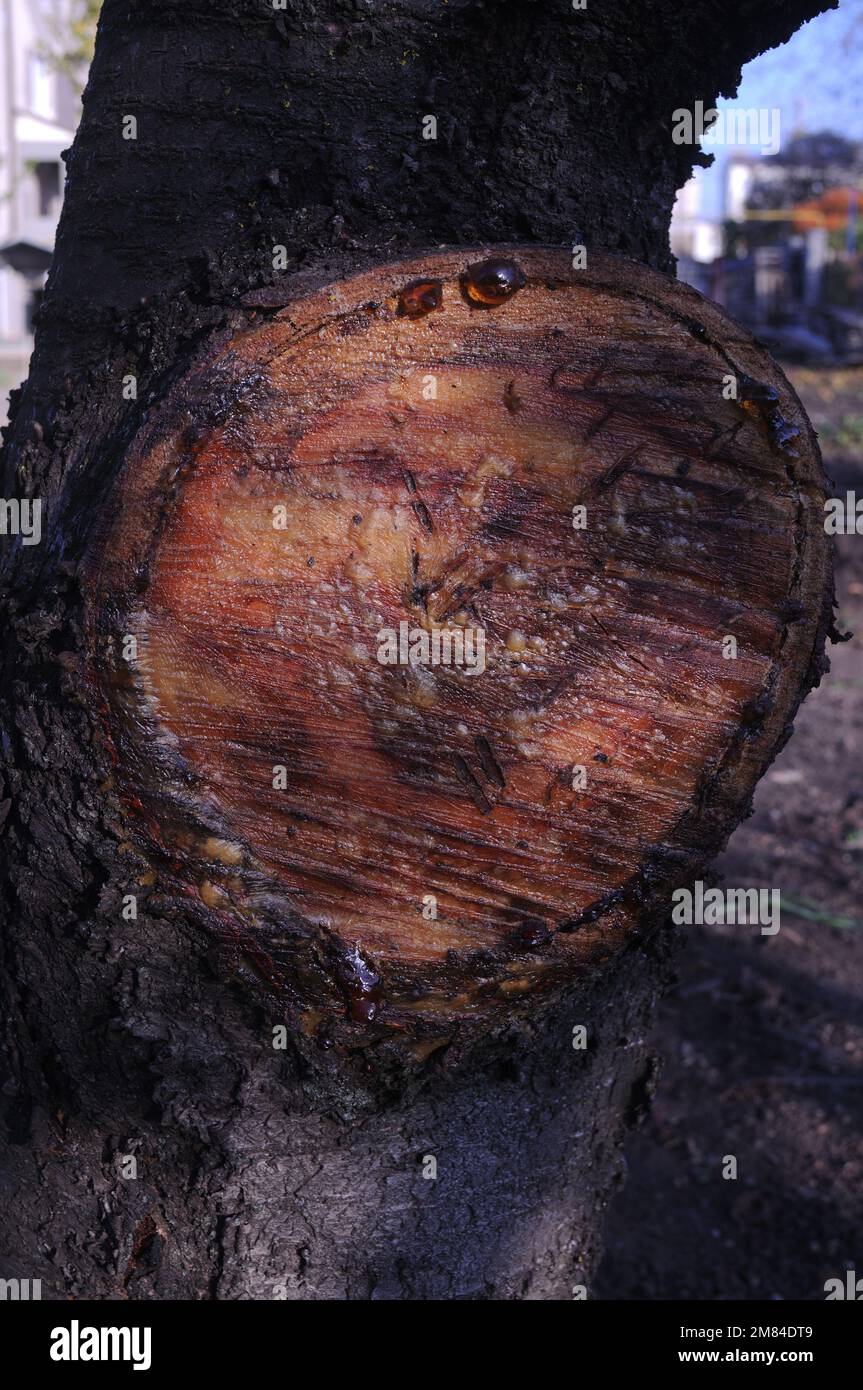 Cherry cheap wood trunk