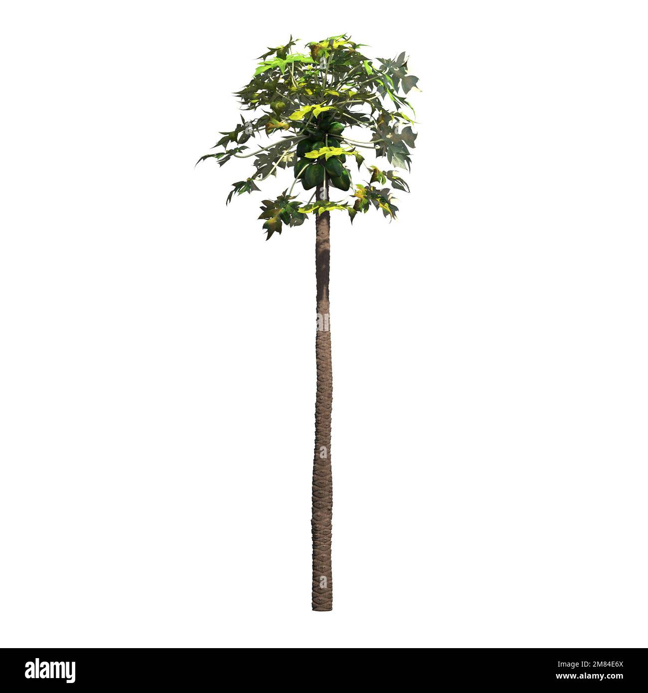 big tree, isolated on white background, 3D illustration, cg render ...