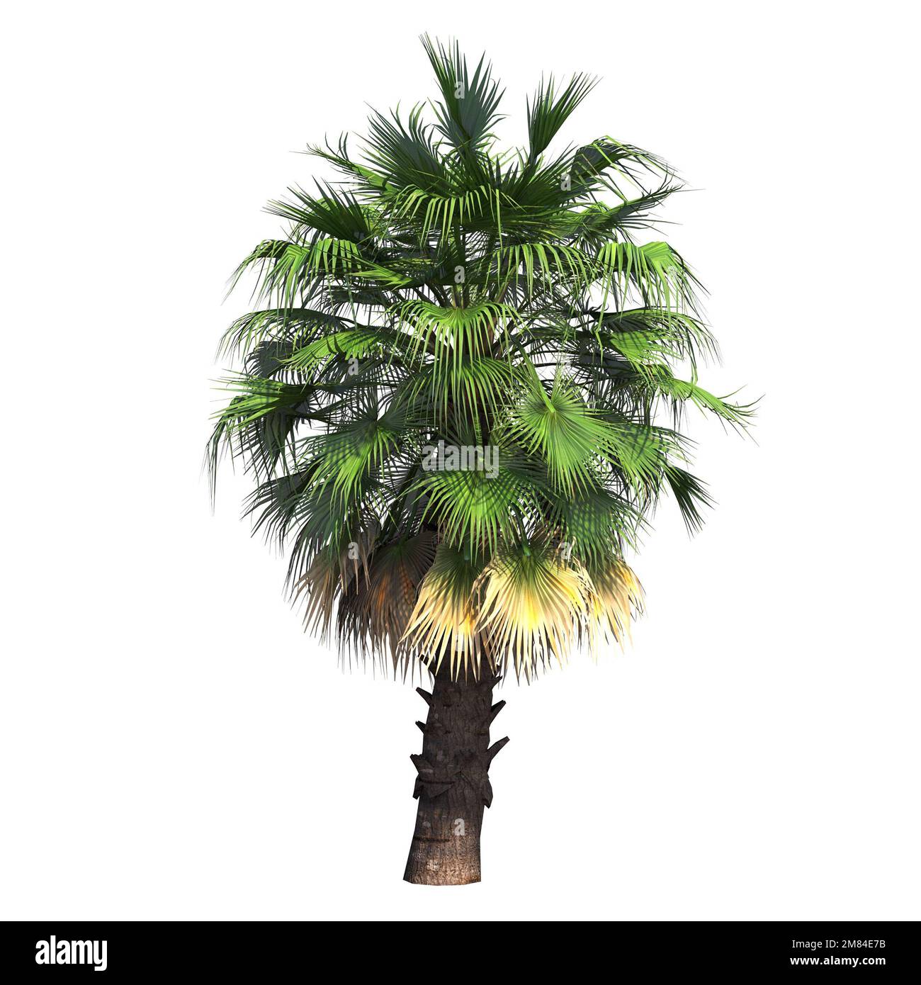 big tree, isolated on white background, 3D illustration, cg render ...