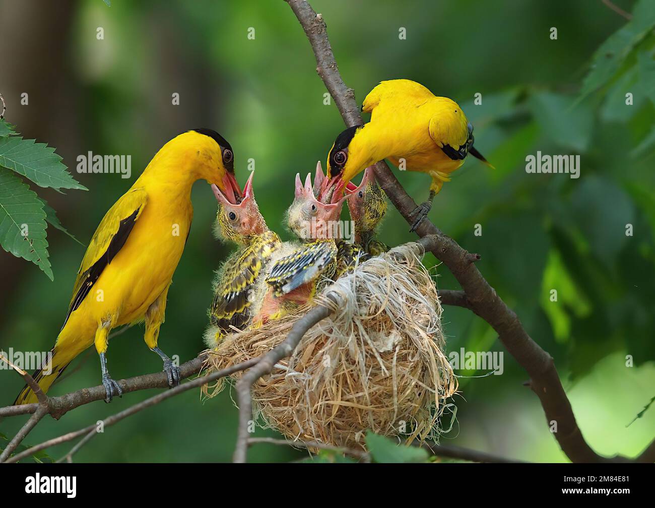 baby bird asking for food from mother Stock Photo Alamy