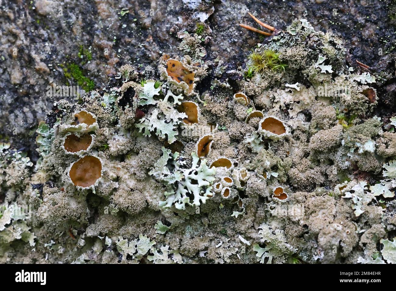 Xanthoparmelia conspersa, commonly known as the peppered rock-shield, a lichen growing on rock surface in Finland Stock Photo