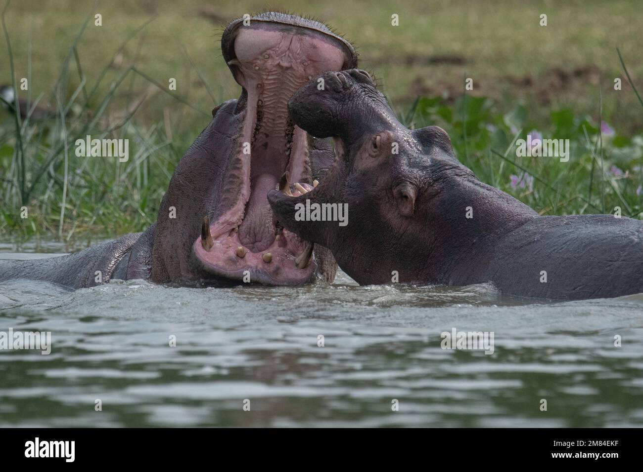 TWO BEASTLY HIPPOS were captured fighting for dominance in the Kazinga Channel in Uganda Stock Photo