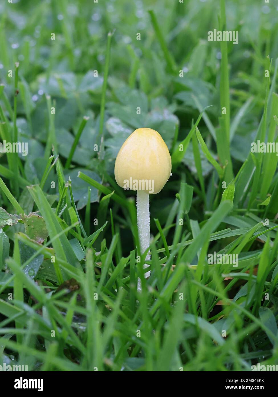 Bolbitius titubans, also known as Bolbitius vitellinus, commonly called Yellow Fieldcap or Egg-yolk Fieldcap, wild mushroom from Finland Stock Photo