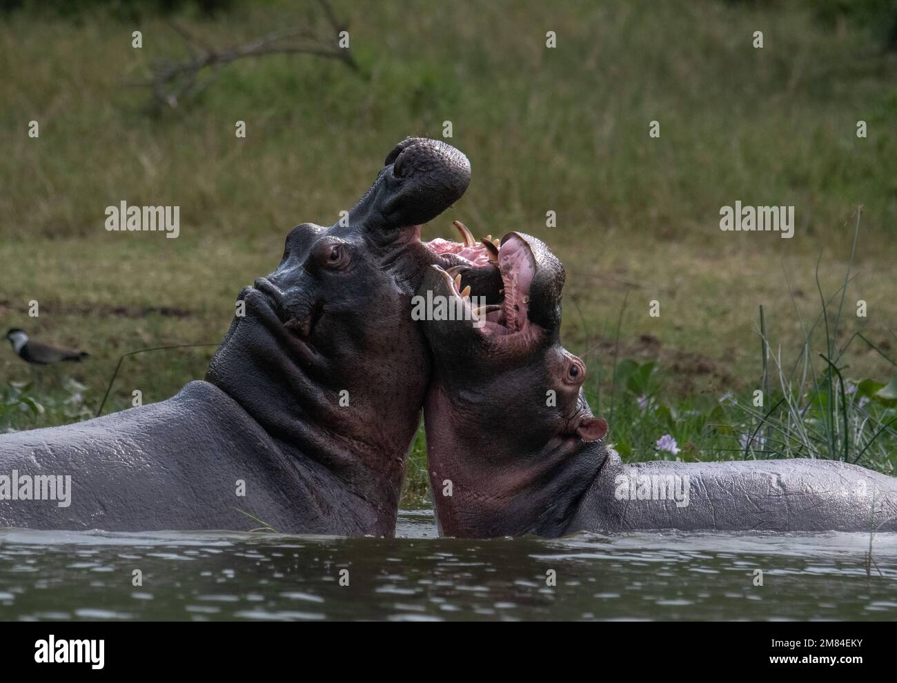 TWO BEASTLY HIPPOS were captured fighting for dominance in the Kazinga Channel in Uganda Stock Photo