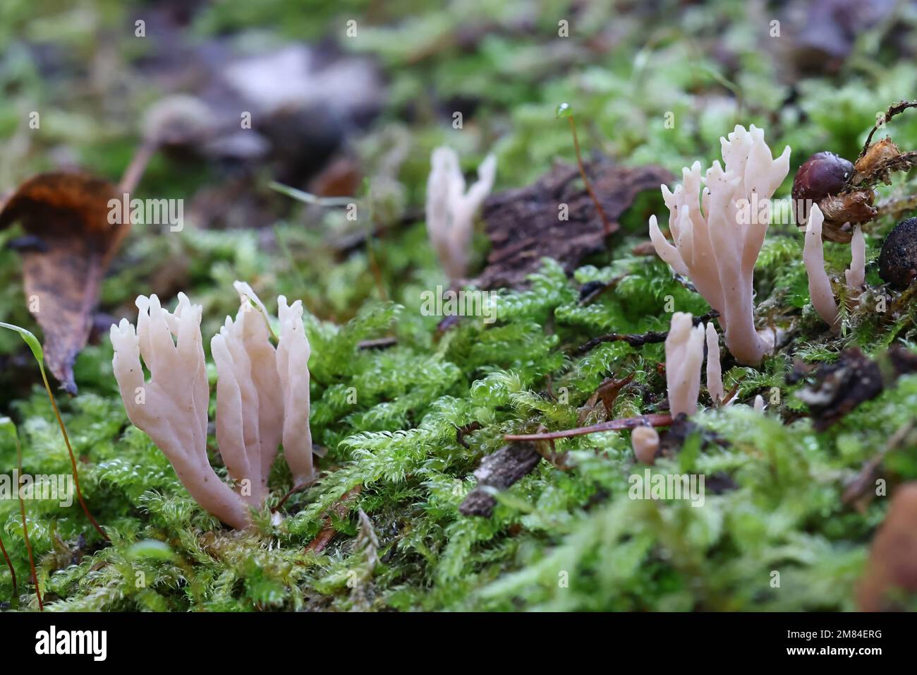Lentaria byssiseda, a coral fungus growing on oak trunk, no common English name Stock Photo