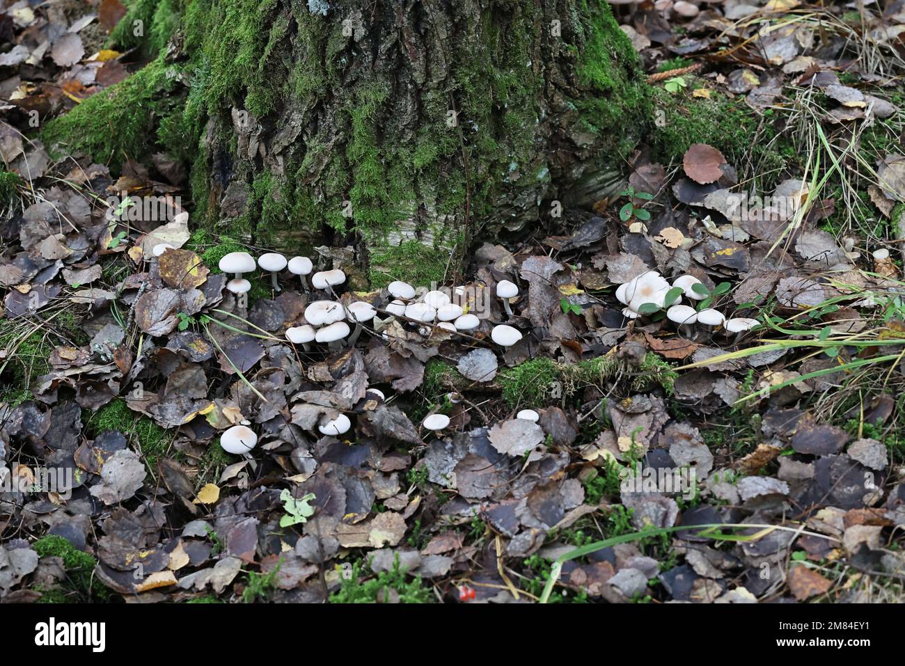 Homophron spadiceum, also called Psathyrella spadicea, commonly known as chestnut brittlestem, wild mushroom from Finland Stock Photo