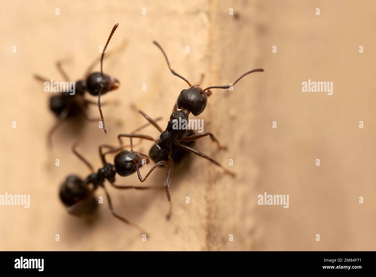 Macro photography of black ants on the wall. Stock Photo